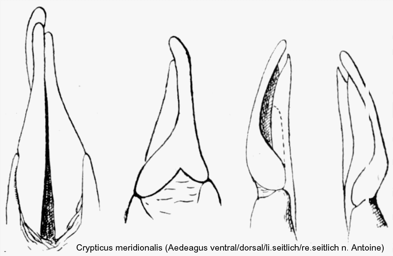 crypticus_meridionalis_aed.gif