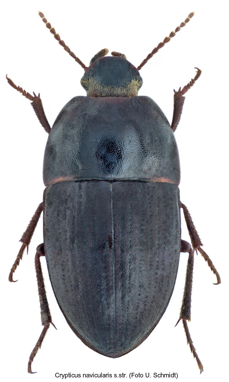 crypticus_navicularis.jpg