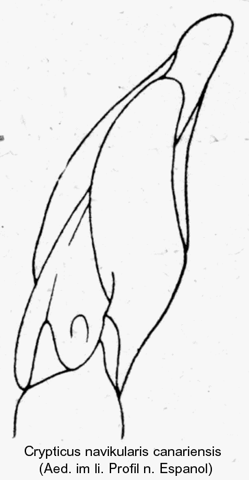 crypticus_navikularis_canariensis_aed.gif