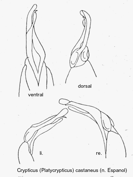 crypticus_platycrypticus_castaneus_aed.gif