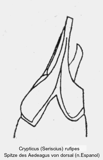 crypticus_seriscius_ovatulus_aed.gif