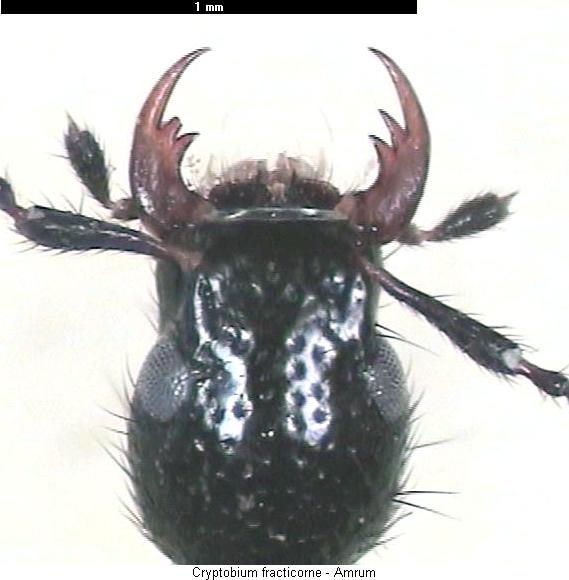 cryptobium_fracticorne_k.jpg
