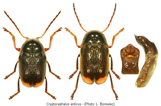 cryptocephalus_anticus.jpg