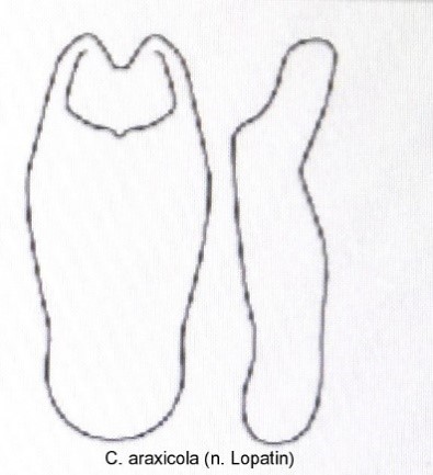 cryptocephalus_araxicola_aed.jpg