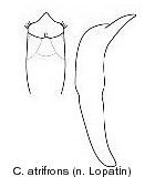 cryptocephalus_atrifrons_aed.jpg