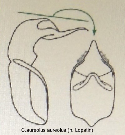 cryptocephalus_aureolus_aureolus_aed.jpg