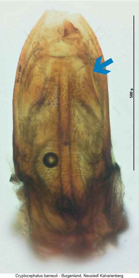 cryptocephalus_bameuli.jpg