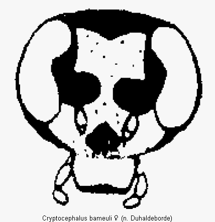 cryptocephalus_bameuli_k.gif