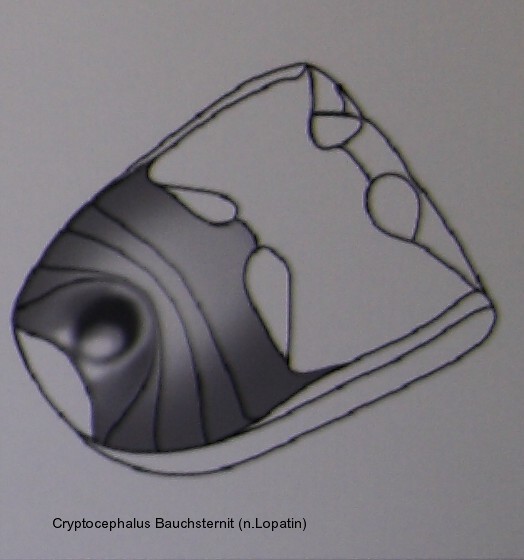 cryptocephalus_bauchsternit_2.jpg