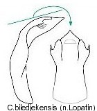 cryptocephalus_biledjekensis_aed.jpg