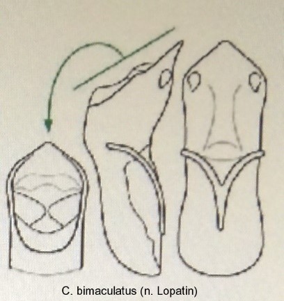cryptocephalus_bimaculatus_aed.jpg