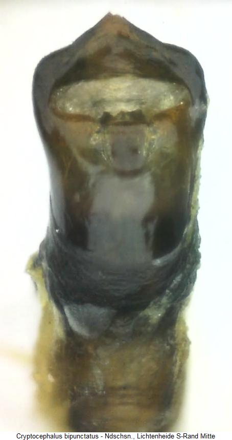 cryptocephalus_bipunctatus.jpg