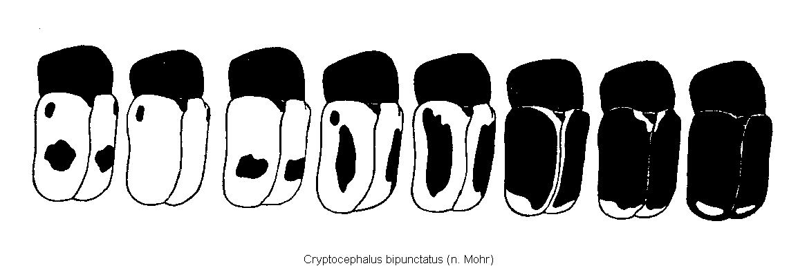 cryptocephalus_bipunctatus_vgl.gif