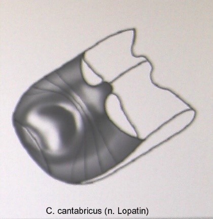 cryptocephalus_cantabricus_abd.jpg