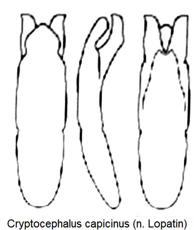 cryptocephalus_capucinus_aed.jpg