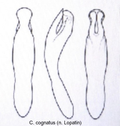 cryptocephalus_cognatus_aed.jpg