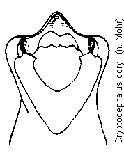 cryptocephalus_coryli.gif