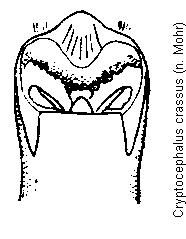 cryptocephalus_crassus.gif
