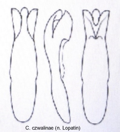 cryptocephalus_czwalinae_aed.jpg