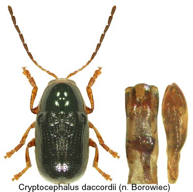 cryptocephalus_daccordii.jpg