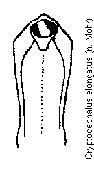 cryptocephalus_elongatus.gif
