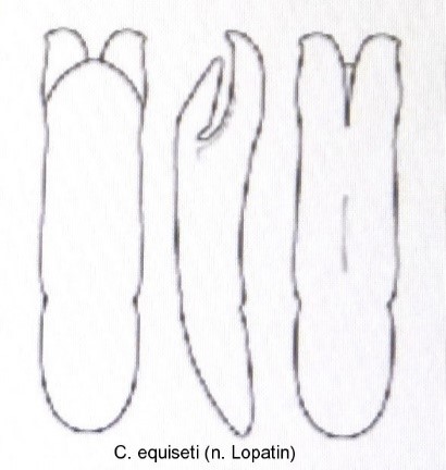 cryptocephalus_equiseti_aed.jpg