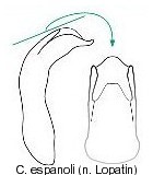 cryptocephalus_espanoli_aed.jpg