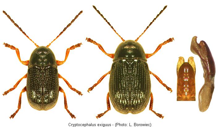 cryptocephalus_exiguus.jpg