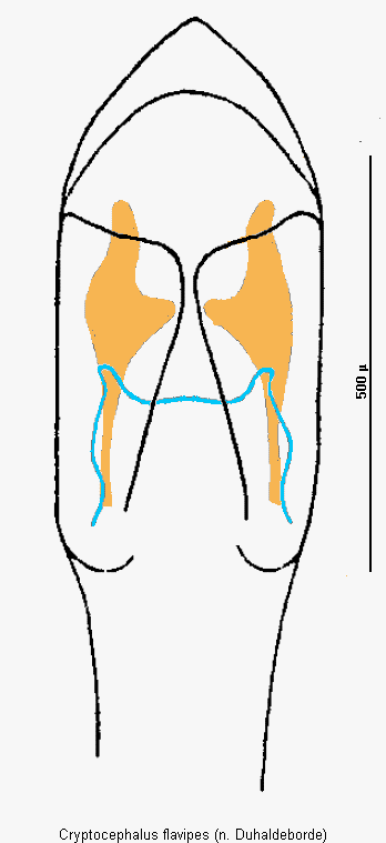 cryptocephalus_flavipes2.gif