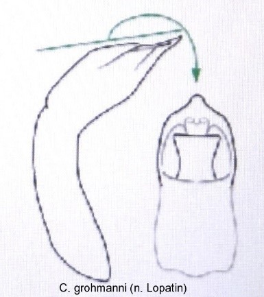 cryptocephalus_grohmanni_aed.jpg