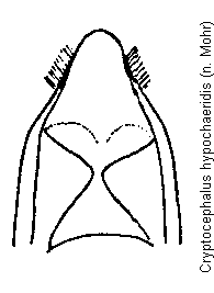 cryptocephalus_hypochaeridis.gif