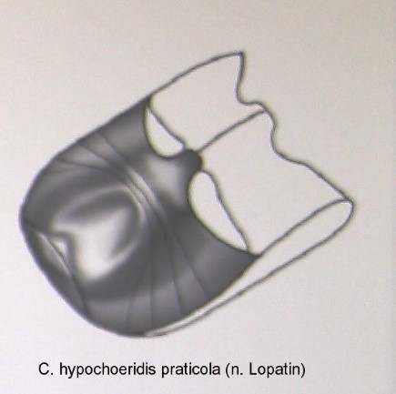 cryptocephalus_hypochoeridis_praticola_abd.jpg