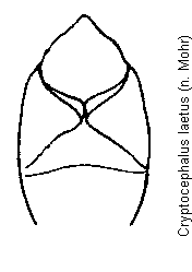 cryptocephalus_laetus.gif