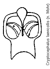 cryptocephalus_laevicollis.gif