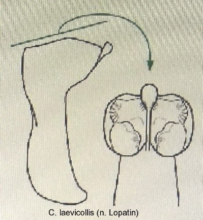 cryptocephalus_laevicollis_aed.jpg