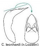 cryptocephalus_leonardi_aed.jpg