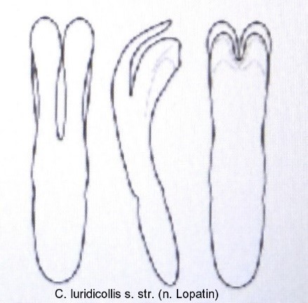 cryptocephalus_luridicollis_aed.jpg