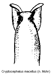 cryptocephalus_macellus.gif