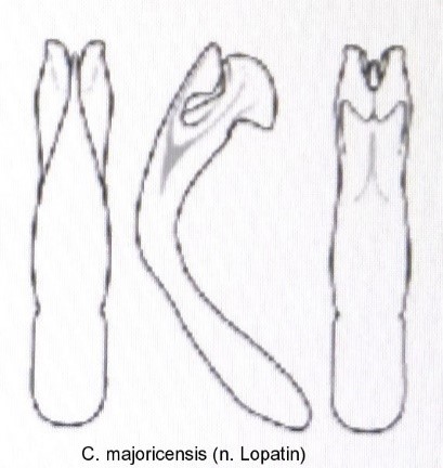 cryptocephalus_majoricensis_aed.jpg