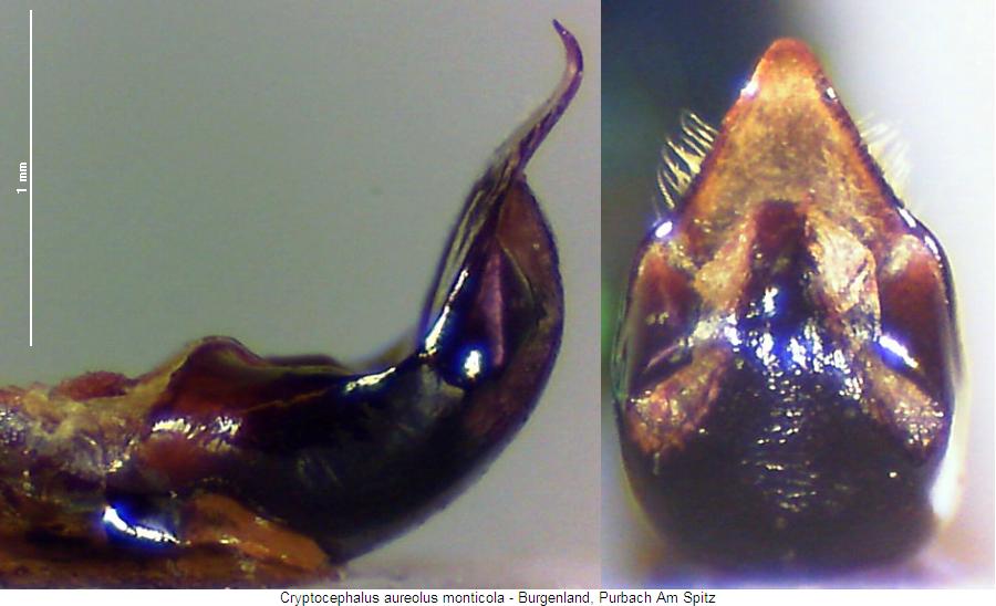 cryptocephalus_monticola.jpg