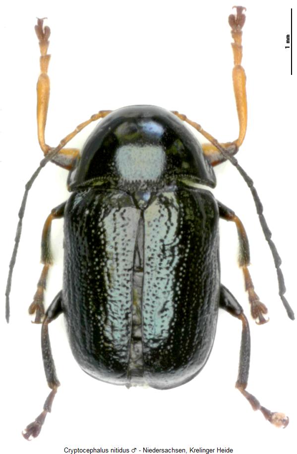 cryptocephalus_nitidus_hab.jpg