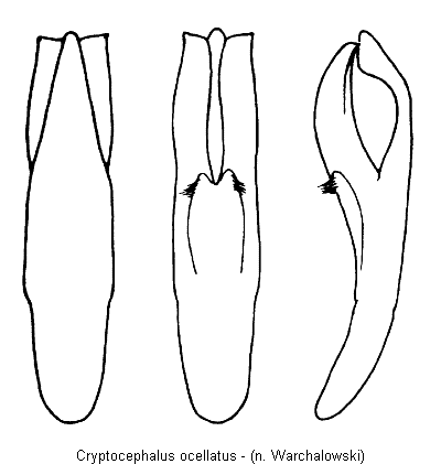 cryptocephalus_ocellatus.gif