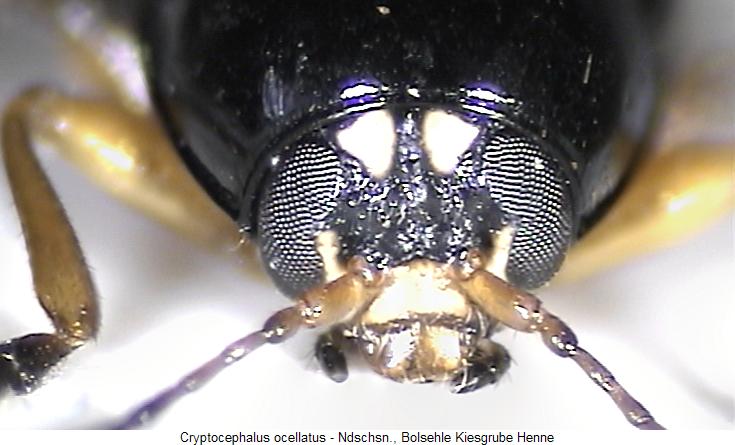 cryptocephalus_ocellatus_k.jpg