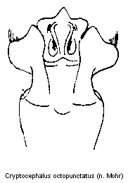 cryptocephalus_octopunctatus_mo.gif
