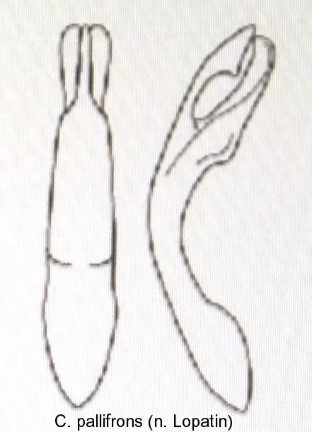 cryptocephalus_pallifrons_aed.jpg
