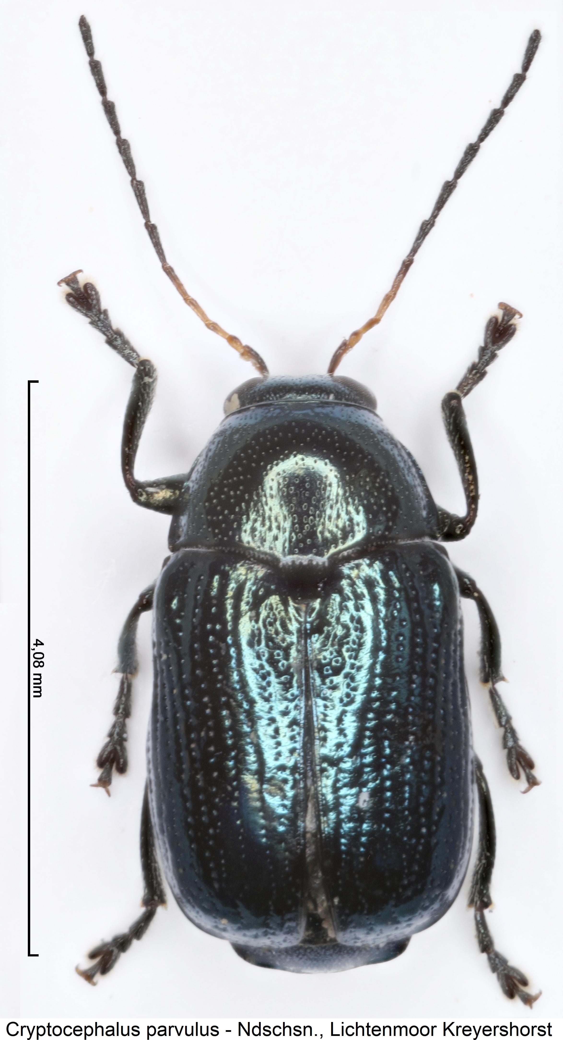 cryptocephalus_parvulus_hab.jpg