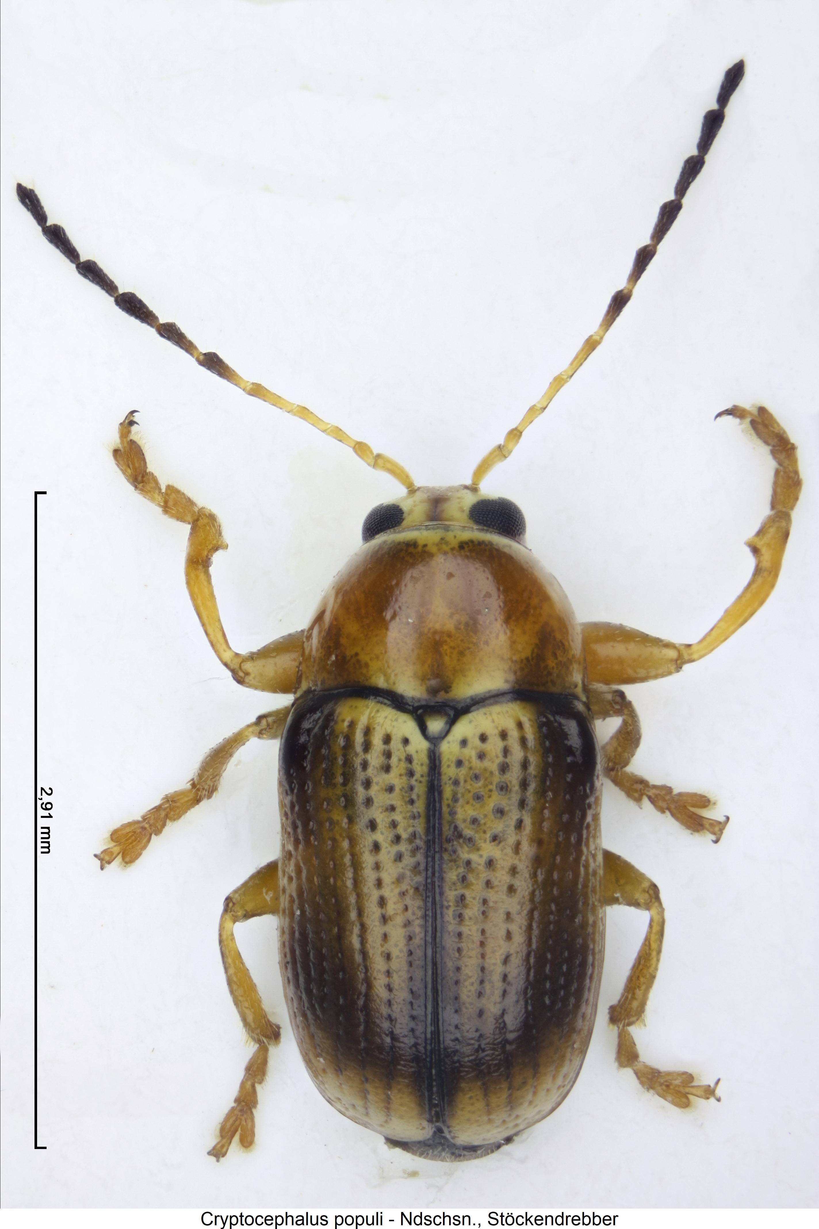cryptocephalus_populi_hab.jpg