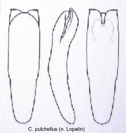 cryptocephalus_pulchellus_aed.jpg