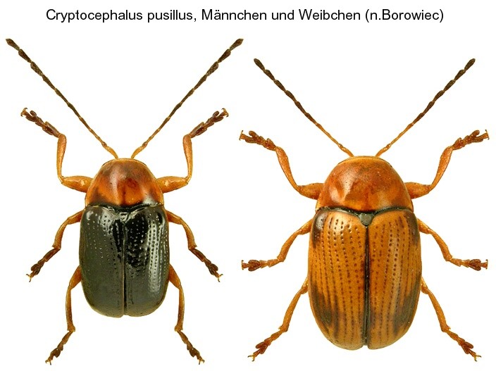 cryptocephalus_pusillus1.jpg