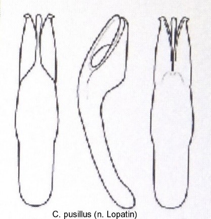 cryptocephalus_pusillus_aed.jpg